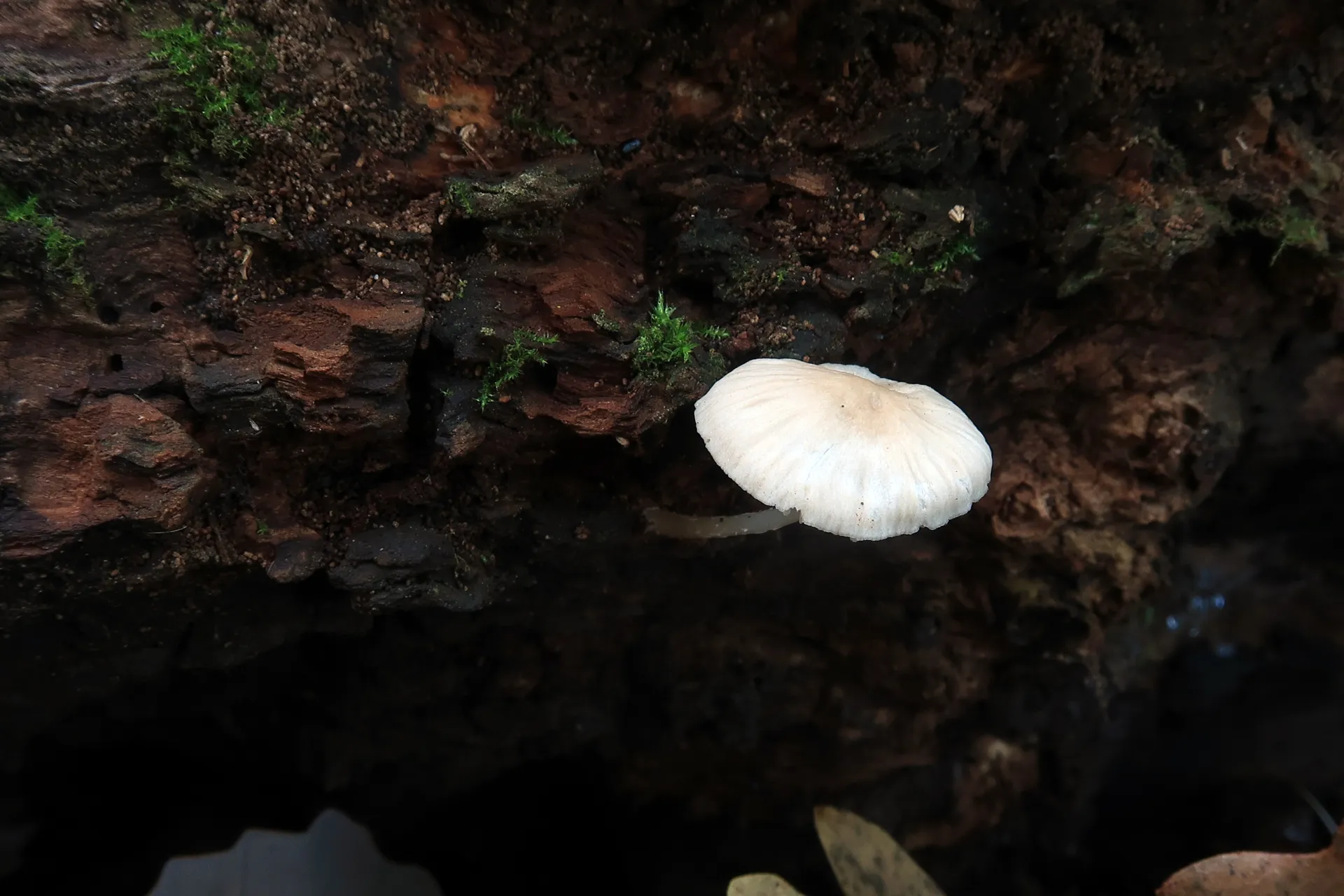 Mycena niveipes - 1 - IMG_5241